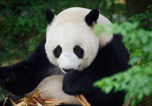 <b>熊猫女是什么意思</b>