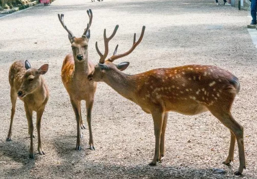 <b>奈良鹿角自己会掉吗</b>